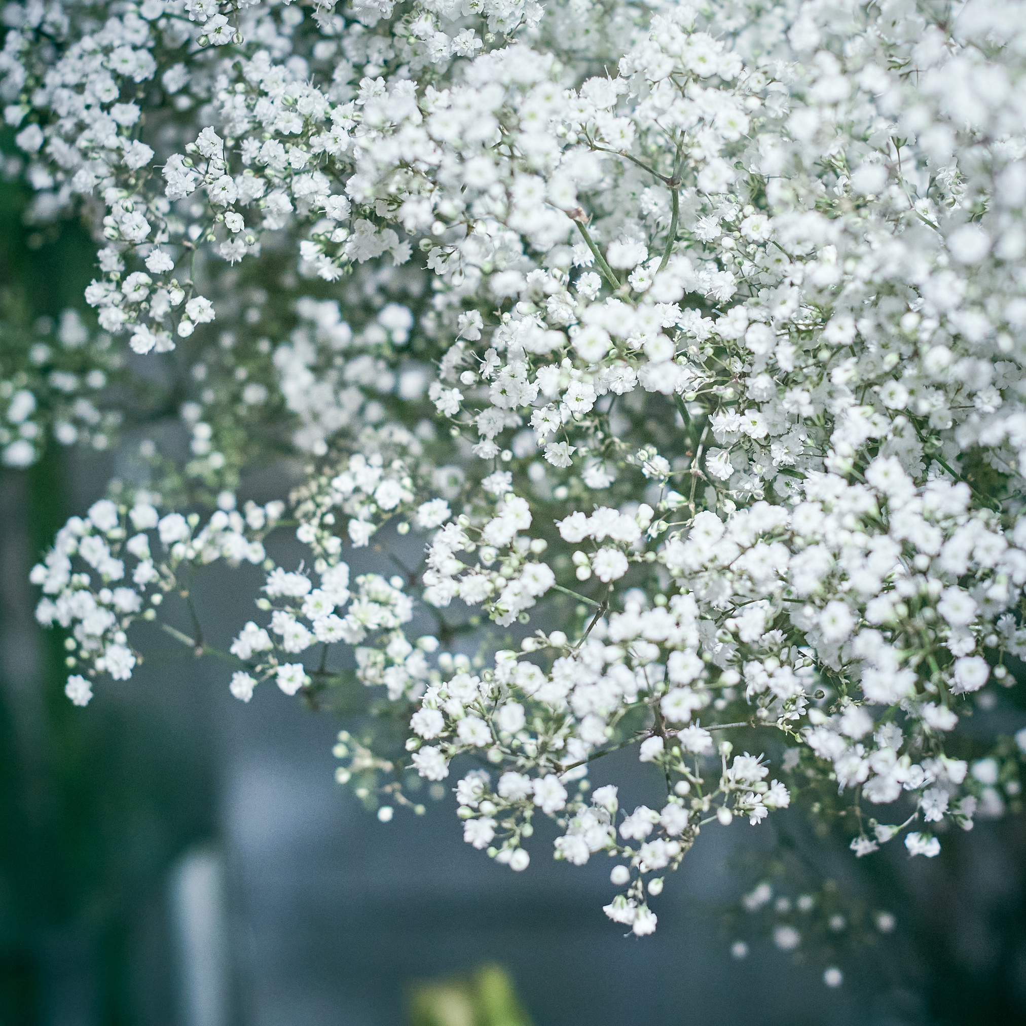 Gypsophile blanc